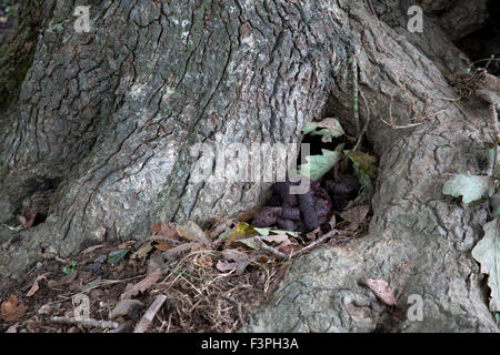 Dachs Latrine; Meles Meles Cornwall; UK Stockfoto