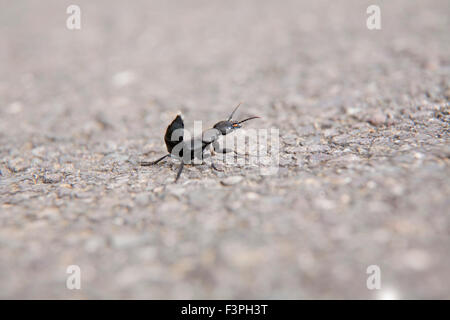 Des Teufels Trainer Pferd Käfer; Ocypus Olens Single; Cornwall; UK Stockfoto