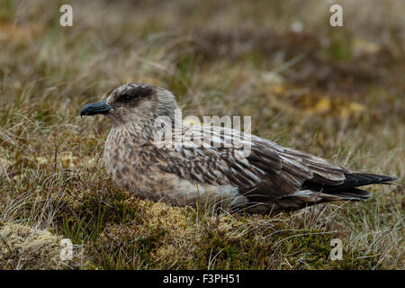 Great Skua Stercorarius Skua Erwachsene auf moorland Stockfoto