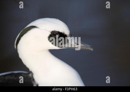 Zwergsäger; Mergus Albellus; Männlich; Winter; UK Stockfoto