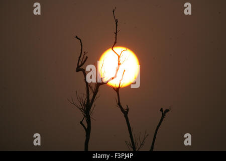 Bintan, Riau-Inseln, Indonesien. 11. Oktober 2015. BINTAN, Indonesien - Oktober 11: Ein Blick auf Sonnenuntergang mit trockenen Bäumen 11. Oktober 2015 in Bintan, Indonesien. Indonesien haben beste Sonnenuntergang und Sonnenaufgang auf rund um die Inseln. © Sijori Bilder/ZUMA Draht/Alamy Live-Nachrichten Stockfoto