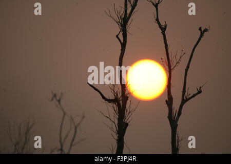 Bintan, Riau-Inseln, Indonesien. 11. Oktober 2015. BINTAN, Indonesien - Oktober 11: Ein Blick auf Sonnenuntergang mit trockenen Bäumen 11. Oktober 2015 in Bintan, Indonesien. Indonesien haben beste Sonnenuntergang und Sonnenaufgang auf rund um die Inseln. © Sijori Bilder/ZUMA Draht/Alamy Live-Nachrichten Stockfoto