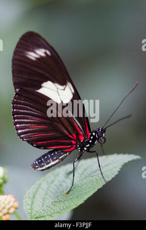 Red Postbote Butterfly (Heliconius Erato) stehend auf einem einzigen Blatt. Stockfoto