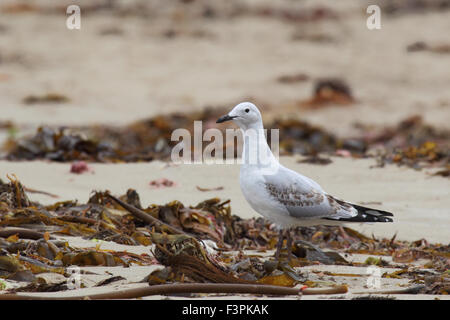 Juvenile Silber Möwe (Chroicocephalus Novaehollandiae) auf den Strand von Cape Conran, Victoria, Australien. Stockfoto