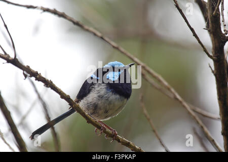 Männliche hervorragende Fairy-Zaunkönig (Malurus Cyaneus) sitzt in einem Busch in Cape Conran, Victoria, Australien. Stockfoto