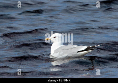 Gemeinsamen Gull Larus Canus Erwachsener in der Zucht Gefieder schwimmen Stockfoto