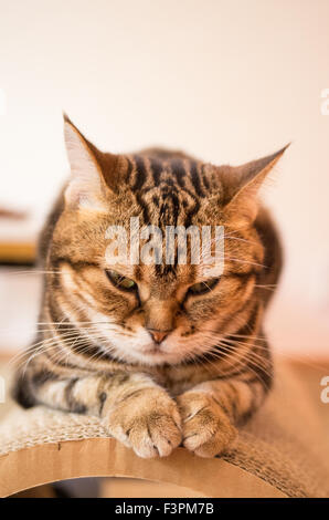 Katze ruht im Happy Neko Katze Cafe in Shibuya, Tokyo, Japan Stockfoto