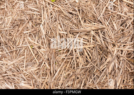 verwitterte Sonnengebleicht Stroh als Suppressor organischen Unkraut in der Landwirtschaft verwendet, um auch in Feuchtigkeit und Sonne aus Wurzeln der Pflanzen zu halten Stockfoto