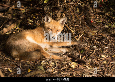 London, UK, 11. Oktober 2015. Ein Fuchs ist Faulenzen an einem sonnigen Nachmittag am unteren Rand einen Garten in Tottenham, London zu sehen. Die entspannte Hunde war das schöne Wetter genießen, hell und sonnig, im Süden von England aber kälter in den nächsten Tagen weiter zu rechnen ist. Bildnachweis: Patricia Phillips/Alamy Live-Nachrichten Stockfoto