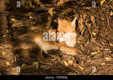 London, UK, 11. Oktober 2015. Ein Fuchs ist Faulenzen an einem sonnigen Nachmittag am unteren Rand einen Garten in Tottenham, London zu sehen. Die entspannte Hunde war das schöne Wetter genießen, hell und sonnig, im Süden von England aber kälter in den nächsten Tagen weiter zu rechnen ist. Bildnachweis: Patricia Phillips/Alamy Live-Nachrichten Stockfoto