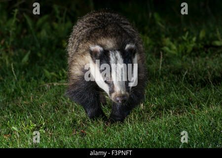 Eurasischer Dachs (Meles Meles) Besuch eines vorstädtischen Gartens, Hastings, East Sussex, UK Stockfoto