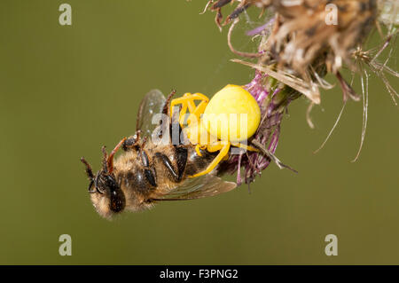 Eine gelbe Krabbenspinne mit einen erfolgreichen Fang in den Rachen gegen sauberer Hintergrund Stockfoto