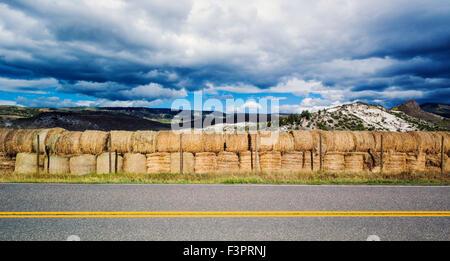 Große Panorama-Videw von gerollten Heuballen in der Nähe von Yampa, Colorado, USA Stockfoto