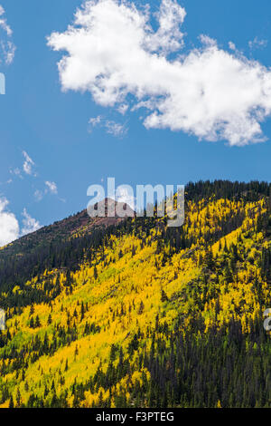 Espenbaum Blätter färben sich im Herbst Gold, zentralen Colorado in der Nähe von Red Mountain, Rocky Mountains, USA Stockfoto