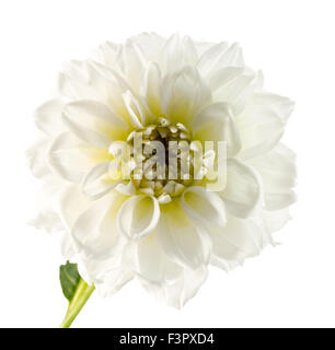 Dahlien-Blumen auf dem weißen Hintergrund isoliert. Stockfoto