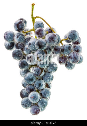 lila Trauben mit Wassertropfen auf dem weißen Hintergrund isoliert. Stockfoto