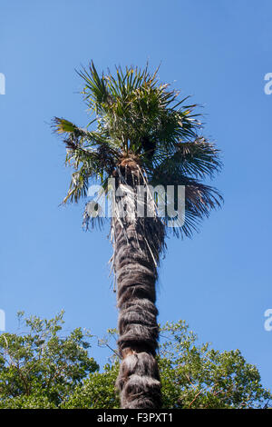 Chinesische Windmühle Palme (Trachycarpus Fortunei) Stockfoto