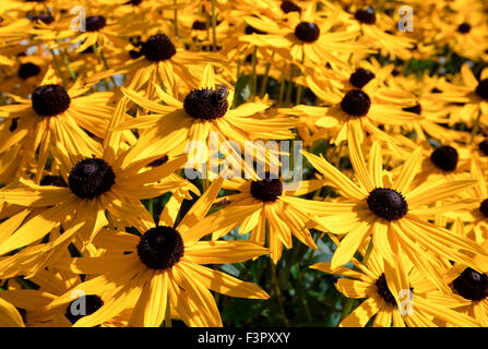 Rudbeckia Hirta, gemeinhin als black eyed Susan. Stockfoto