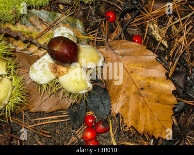 Kastanien auf dem Boden auf einem Wald Stockfoto