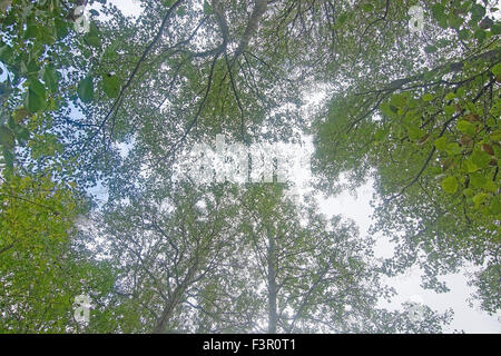 Baumkronen gegen den Himmel, Stockholm, Schweden im Oktober. Stockfoto