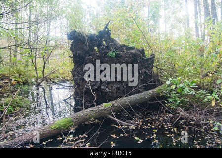 Umstürzenden Baum Wald Detail, Stockholm, Schweden im Oktober. Stockfoto