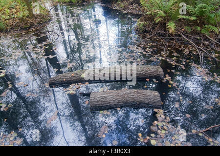 Baum und Himmel Spiegelung im Wasser, im Wald, Natur-Landschaft in Stockholm, Schweden im Oktober. Stockfoto