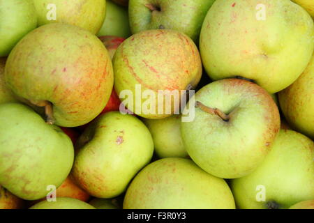 Englische Äpfel geerntet von Gärten sind zum Pressen bei einem Apple Day Festival in Sheffield, Yorkshire, Großbritannien - Oktober versammelt. Stockfoto