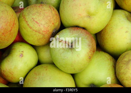 Englische Äpfel geerntet von Gärten sind zum Pressen bei einem Apple Day Festival in Sheffield, Yorkshire, Großbritannien - Oktober versammelt. Stockfoto