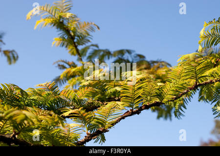 Metasequoia glyptostroboides, Morgendämmerung Redwood Baum, Nahaufnahme der Blätter Stockfoto