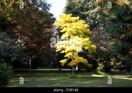 Robinia Pseudoacacia Frisia Baum im Herbst Sonnenlicht Stockfoto