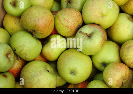 Englische Äpfel geerntet von Gärten sind zum Pressen bei einem Apple Day Festival in Sheffield, Yorkshire, Großbritannien - Oktober versammelt. Stockfoto