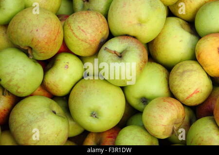 Englische Äpfel geerntet von Gärten sind zum Pressen bei einem Apple Day Festival in Sheffield, Yorkshire, Großbritannien - Oktober versammelt. Stockfoto