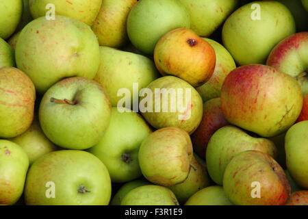 Englische Äpfel geerntet von Gärten sind zum Pressen bei einem Apple Day Festival in Sheffield, Yorkshire, Großbritannien - Oktober versammelt. Stockfoto