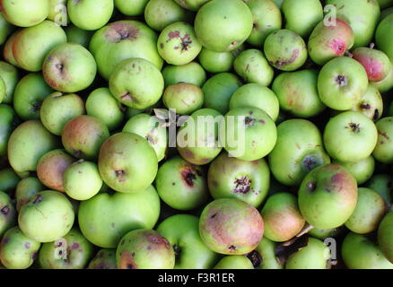 Englische Äpfel geerntet von Gärten sind zum Pressen bei einem Apple Day Festival in Sheffield, Yorkshire, Großbritannien - Oktober versammelt. Stockfoto