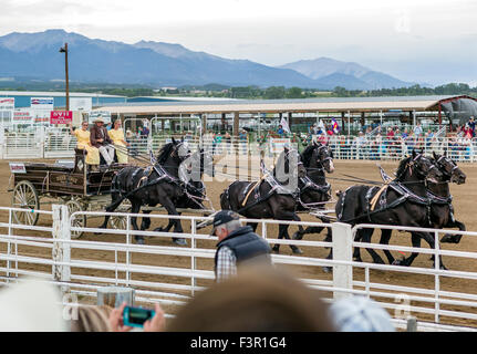 Yoder Familie, Amish, Parade in ihren Wagen, gezogen von sechs Percheron Pferde, Chaffee County Fair & Rodeo, Salida, Colorado, USA Stockfoto