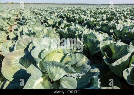 Kohl grünen Kopf in einem Feld auf einem Bauernhof Stockfoto