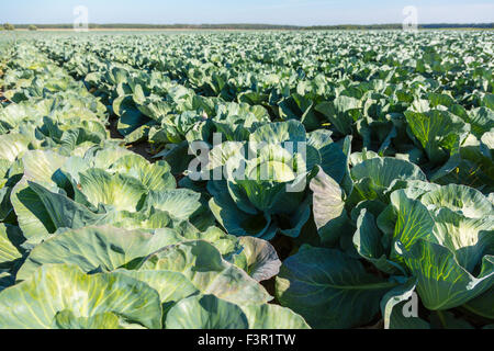 Querformat eines frisch wachsende Kohl-Feldes. Stockfoto