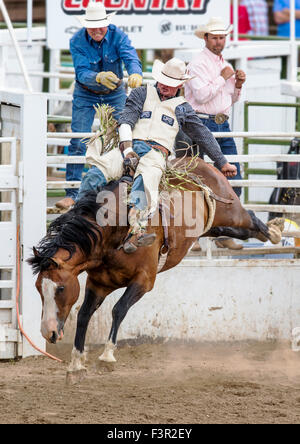 Rodeo Cowboy Reiten ein unruhiges Pferd, Sattel Bronc Wettbewerb, Chaffee County Fair & Rodeo, Salida, Colorado, USA Stockfoto