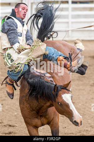 Rodeo Cowboy Reiten ein unruhiges Pferd, Sattel Bronc Wettbewerb, Chaffee County Fair & Rodeo, Salida, Colorado, USA Stockfoto