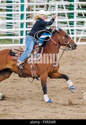 Rodeo Cowgirl auf Reiten im Wettbewerb mit Kalb roping oder Tie-Down Abseilen Event, Chaffee County Fair & Rodeo, Salida, Colorado USA Stockfoto