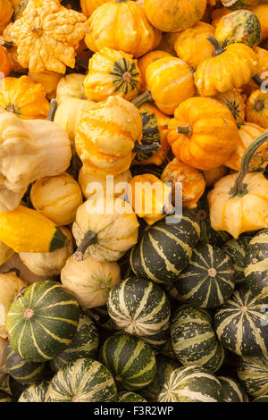 Kürbisse auf den Verkauf in einem Marktstand für Dekoration und nicht zum Essen, im Oktober im Rahmen eines traditionellen Ernte oder autum Stockfoto