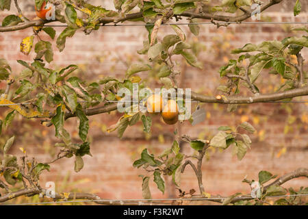 Apfelbaum auf einem freien Schnur in einem stattlichen Hausgarten, UK Stockfoto