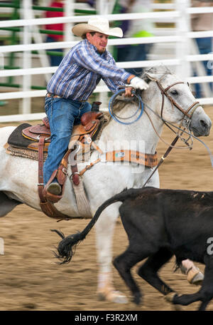 Rodeo Cowboys Reiten mit dir darum konkurrieren im Team roping Event, Chaffee County Fair & Rodeo, Salida, Colorado, USA Stockfoto