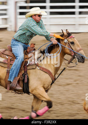 Rodeo Cowboys Reiten mit dir darum konkurrieren im Team roping Event, Chaffee County Fair & Rodeo, Salida, Colorado, USA Stockfoto