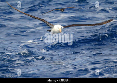 Albatros (Thalassarche Melanophris Impavida) fliegen in NSW, Australien Stockfoto