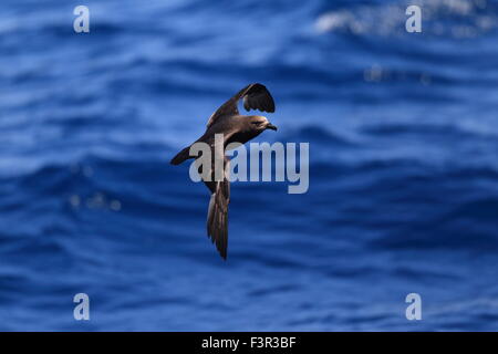 Grau-faced Petrel (Pterodroma Macroptera) in Australien Stockfoto