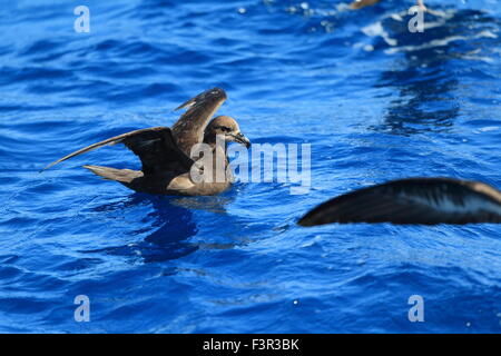 Grau-faced Petrel (Pterodroma Macroptera) in Australien Stockfoto