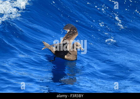 Grau-faced Petrel (Pterodroma Macroptera) in Australien Stockfoto