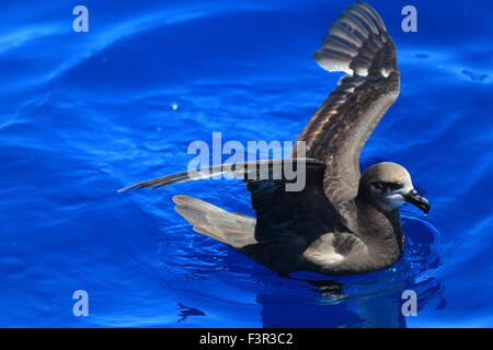 Grau-faced Petrel (Pterodroma Macroptera) in Australien Stockfoto