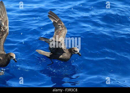 Grau-faced Petrel (Pterodroma Macroptera) in Australien Stockfoto